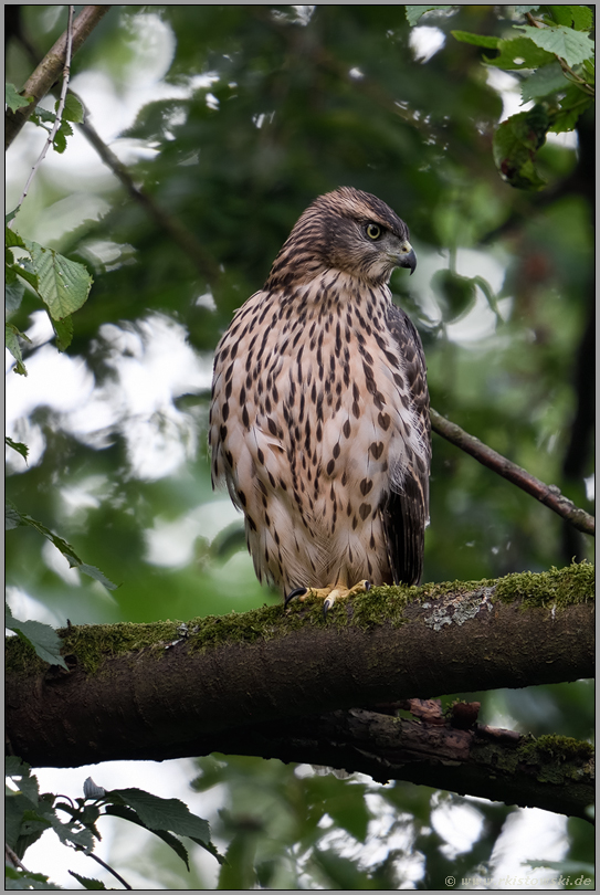 gerahmt von Blättern... Habicht *Accipiter gentilis*, Jungvogel im Wald