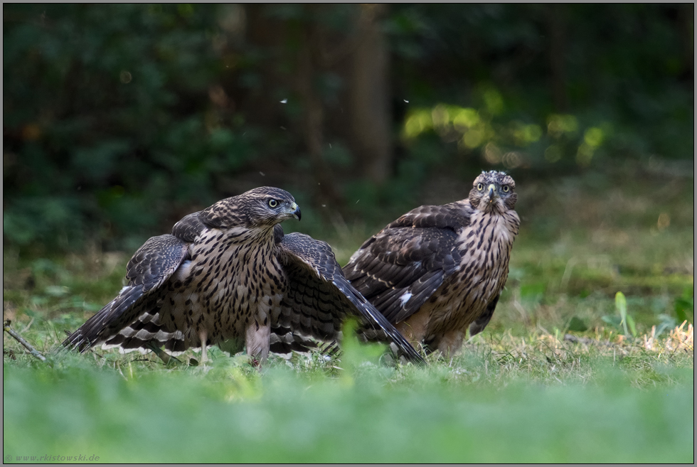 alles meins... Habicht *Accipiter gentilis*, Jungvogel mantelt über seiner Beute, Geschwister sitzt daneben