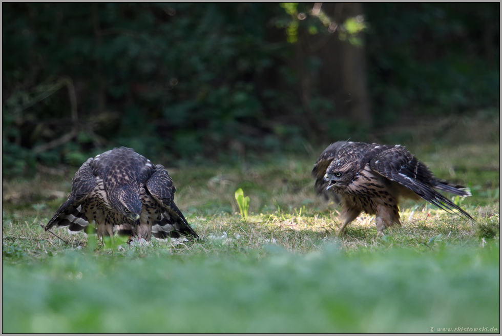 Futterneid... Habicht *Accipiter gentilis*, zwei Jungvögel streiten sich auf einer Waldldichtung um Beutereste