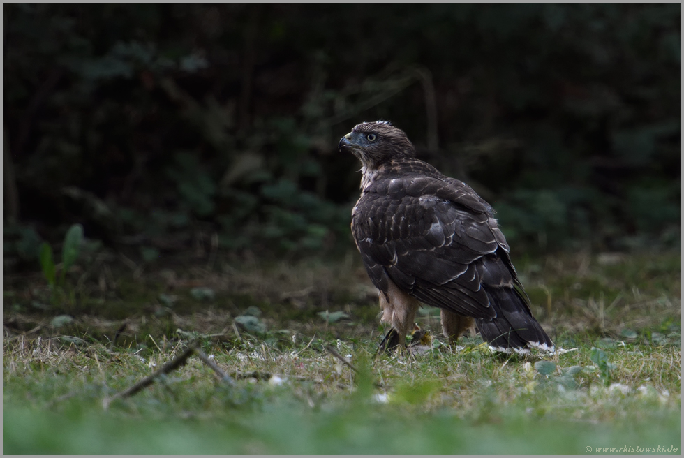 Hakenschnabel... Habicht *Accipiter gentilis*, Jungvogel auf einer Waldlichtung am Boden mit Beute