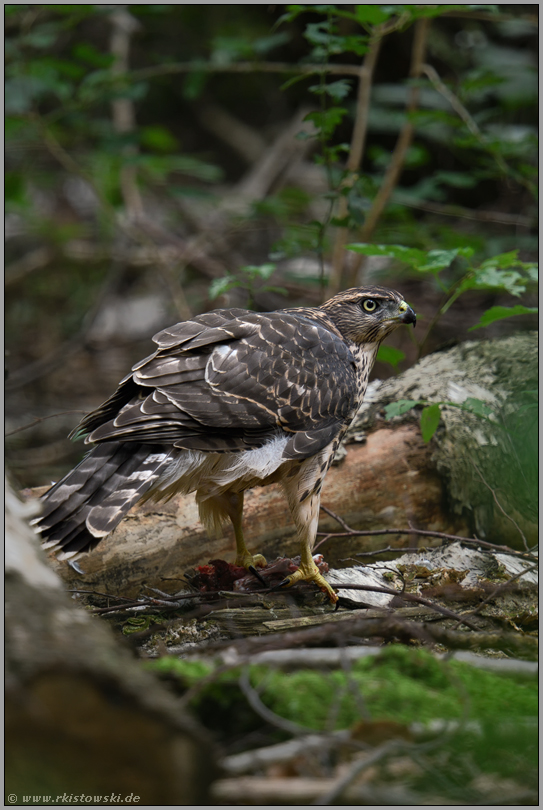 alles im Blick... Habicht *Accipiter gentilis*, Jungvogel frisst auf einer Waldlichtung am Boden von Beute