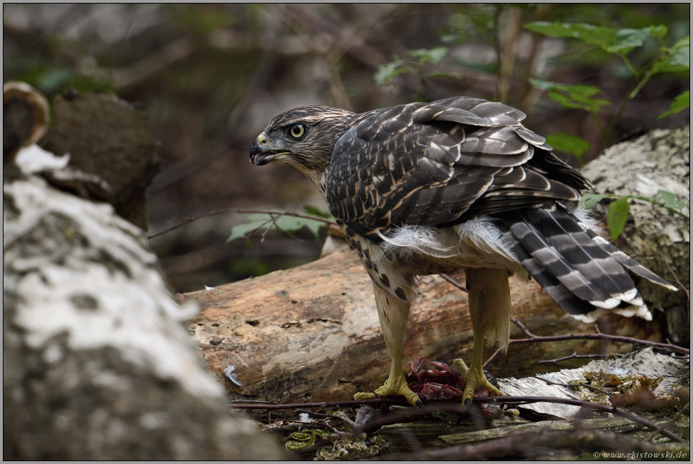 fressend... Habicht *Accipiter gentilis*, Jungvogel auf einer Waldlichtung am Boden mit Beute