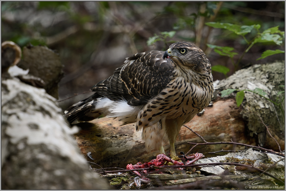 stets auf der Hut... Habicht *Accipiter gentilis*, Jungvogel auf einer Waldlichtung am Boden mit Beute