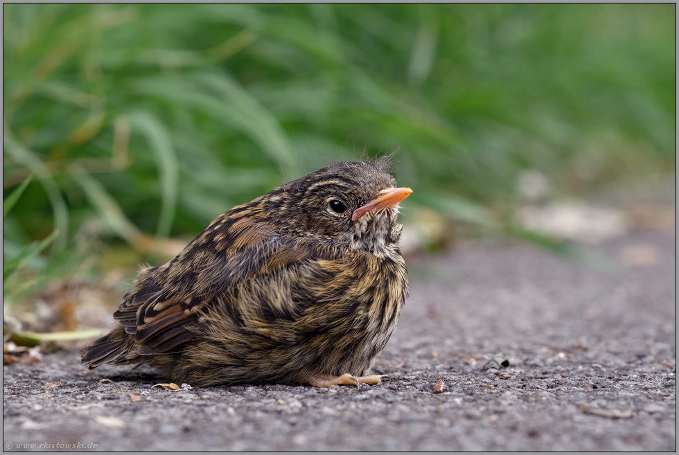 Jungvogel... Heckenbraunelle *Prunella modularis*, noch nicht flügges Küken hat Nest verlassen