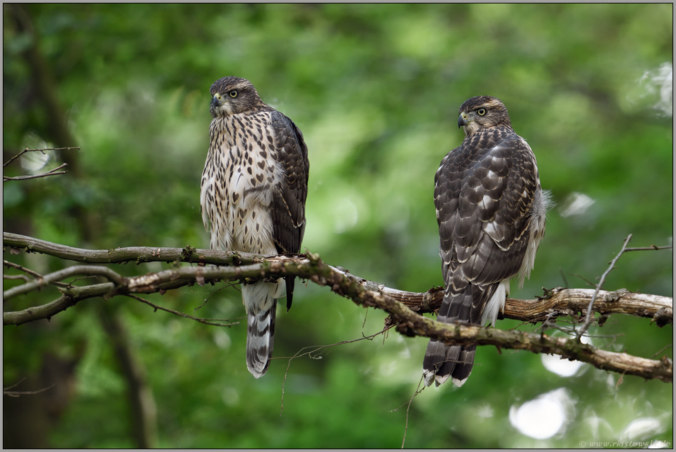 Geschwister... Habicht *Accipiter gentilis*, junge Habichte, Rothabichte sitzen nebeneinander im Wald auf einem Ast