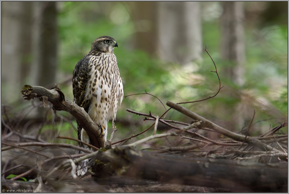 am Boden... Habicht *Accipiter gentilis*, diesjähriger Jungvogel, Rothabicht im Wald