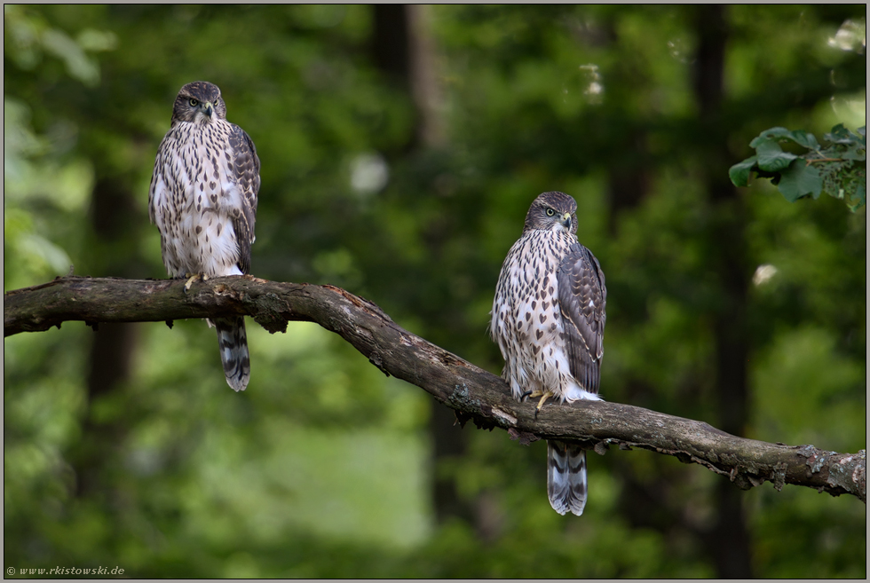 wie die Hühner auf der Stange... Habicht *Accipiter gentilis*, flügge Jungvögel im Wald