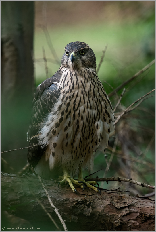 am Boden... Habicht *Accipiter gentilis*, flügger Jungvogel, Rothabicht auf Holzstämmen im Wald