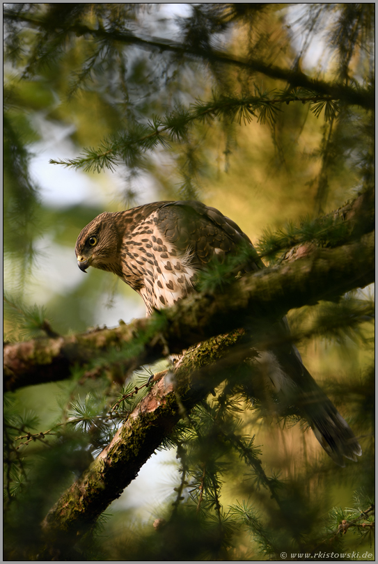 frühes Morgenlicht... Habicht *Accipiter gentilis*, flügger Jungvogel, Rothabicht in einer Lärche