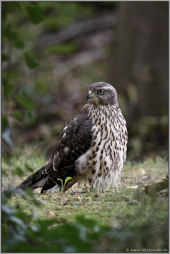 auf dem Waldboden... Habicht *Accipiter gentilis*, flügger Jungvogel, Rothabicht blickt sich um