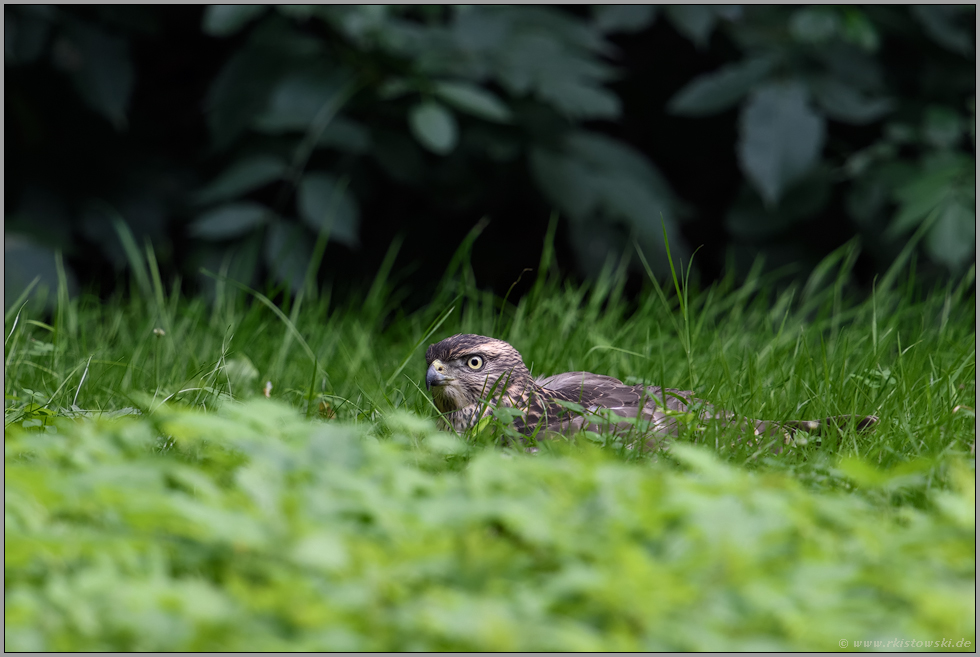 erstaunliche Beobachtung... Habicht *Accipiter gentilis* ruhend im Gras, Rothabicht liegt in einer Wiese