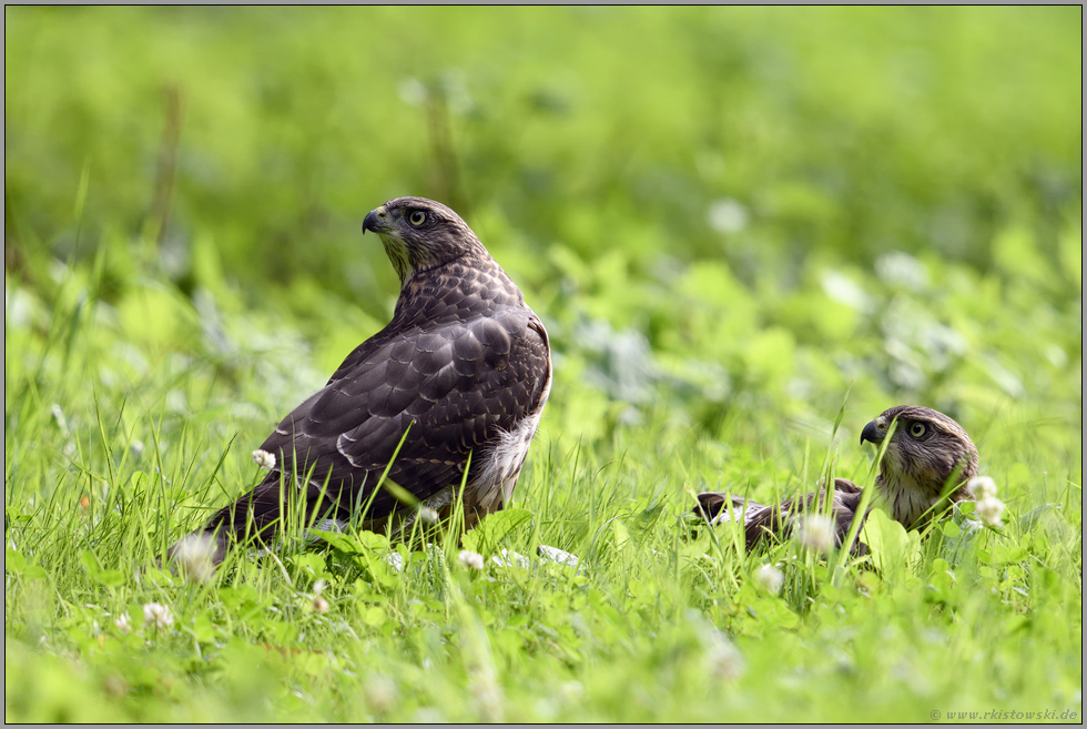 beim Sonnenbad... Habicht *Accipiter gentilis*, zwei Rothabichte auf einer Wildwiese im Wald