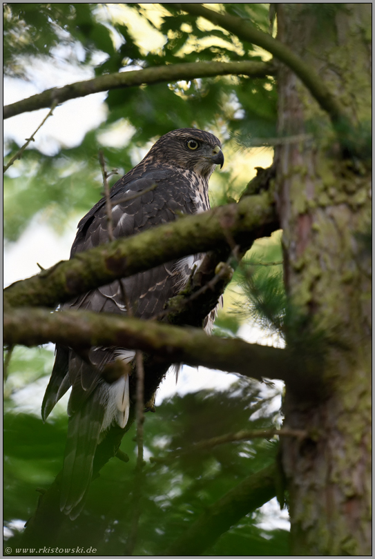 nah am Haupstamm... Habicht *Accipiter gentilis*, gut versteckt im Geäst einer Lärche, diesjähriger Jungvogel