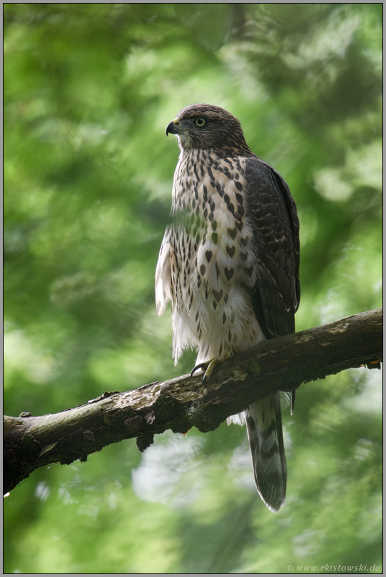 entspannt... Habicht *Accipiter gentilis* ruht auf einem Ast im Wald, diesjähriger Jungvogel