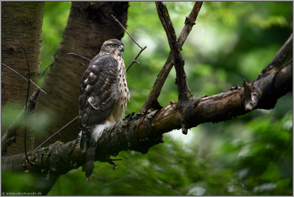ruhend... Habicht *Accipiter gentilis* im Wald, diesjähriger Jungvogel