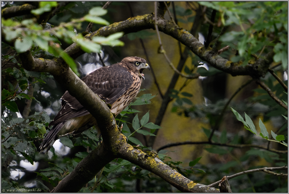 schrill lauter Ruf... Habicht *Accipiter gentilis*, junger, flügger Habicht macht durch Bettelrufe auf sich aufmerksam