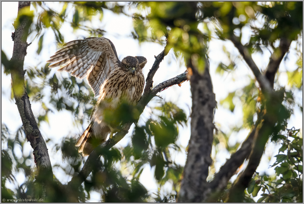 flügelschlagend... Habicht *Accipiter gentilis* sucht Halt in der Baumkrone einer Birke