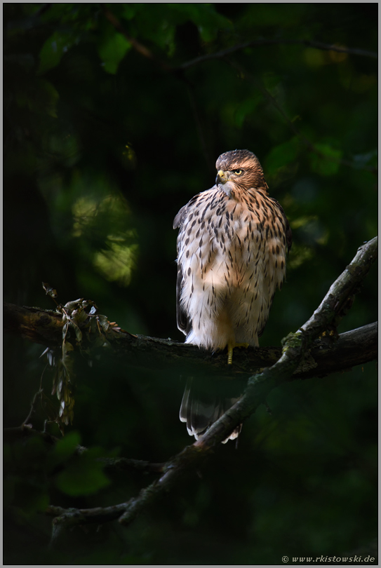 stimmungsvoll... Habicht *Accipiter gentilis*, diesjähriger Jungvogel, Rothabicht sitzt im perfekten Lichtspot im Wald