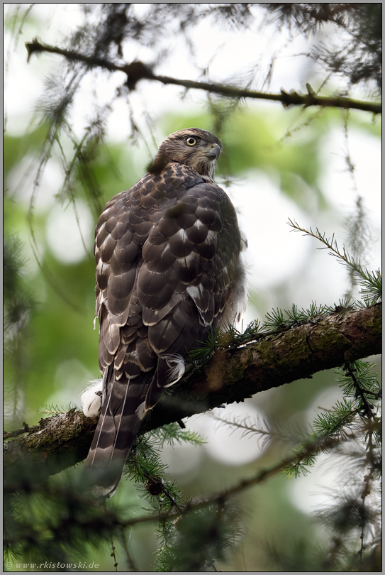 Blick über die Schulter... Habicht *Accipiter gentilis* im Geäst einer Lärche