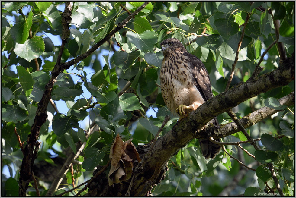 versteckt im Baum... Habicht *Accipiter gentilis* zwischen den Blättern einer alten Pappel
