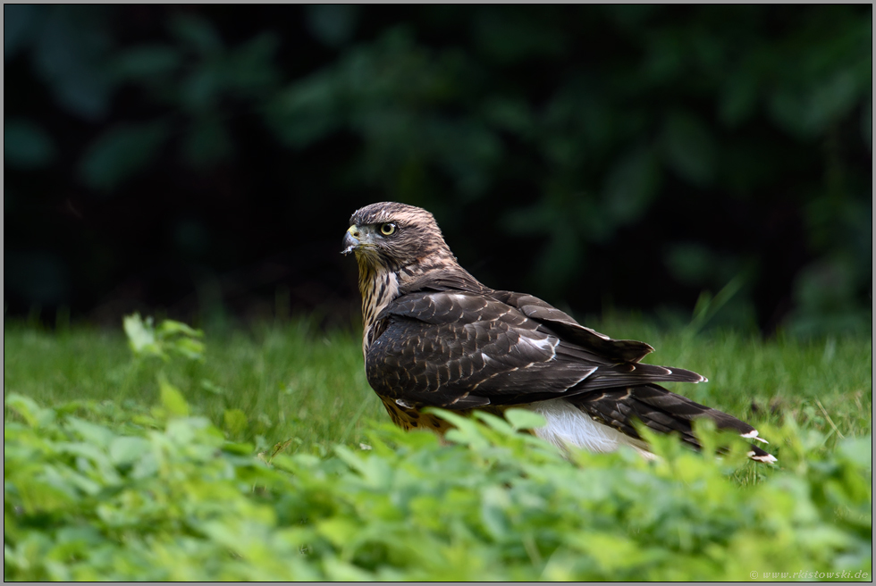 auf der Waldlichtung... Habicht *Accipiter gentilis*, diesjähriger Jungvogel, Rothabicht sitzt am Boden, im Gras einer Wildwiese