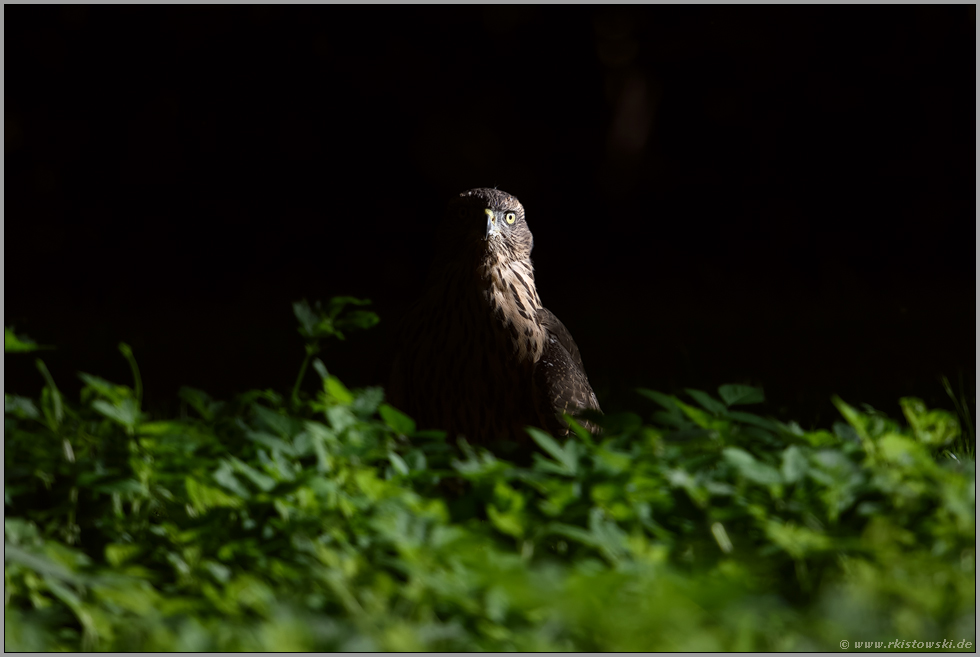 wo Licht ist, ist auch Schatten... Habicht *Accipiter gentilis*, Jungvogel im Spotlicht am Boden
