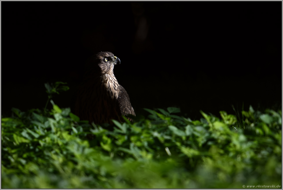 Lichtblick... Habicht *Accipiter gentilis*, flügger, fast ausgewachsener Jungvogel sitzt im Spotlicht am Boden