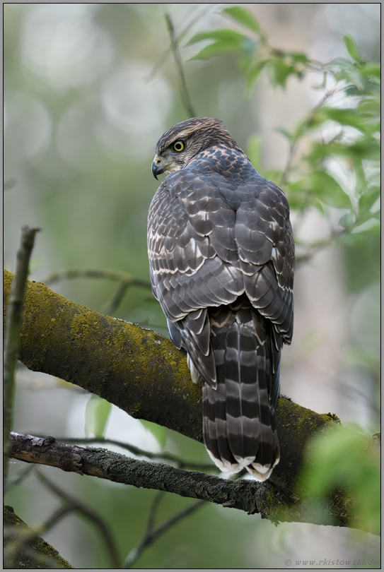weiches Licht... Habicht *Accipiter gentilis*, flügger, fast ausgewachsener Jungvogel beobachtet potentielle Beute