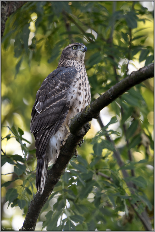 scharfer Blick... Habicht *Accipiter gentilis*, flügger, fast ausgewachsener Jungvogel, Ästling, Rothabicht sitzt im Baum