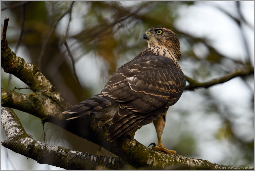 imposant... Habicht *Accipiter gentilis*, fast ausgewachsener Jungvogel, Rothabicht schaut sich um