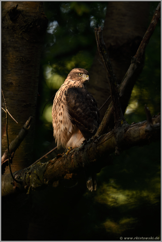 im Licht... Habicht *Accipiter gentilis*, junger Habicht, Rothabicht im Laubwald