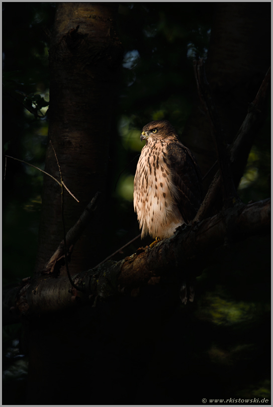 Lichtspot im Wald... Habicht *Accipiter gentilis*, diesjähriger Jungvogel, Rothabicht sitzt in nahezu perfekten Licht