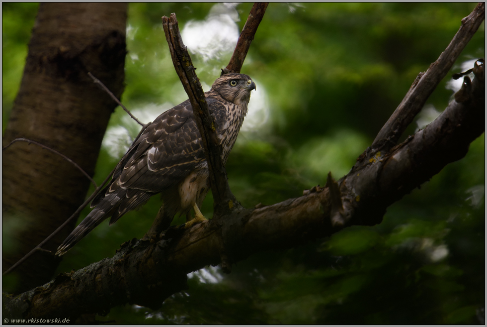 im dunklen Wald... Habicht *Accipiter gentilis*, Jungvogel in den Baumkronen