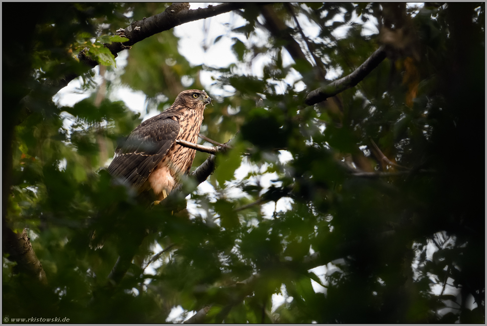 hoch oben in den Baumkronen... Habicht *Accipiter gentilis*, Rothabicht im Geäst der Bäume