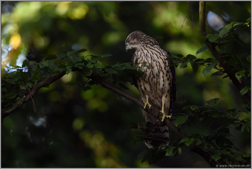 upps, was da???... Habicht *Accipiter gentilis* hat etwas im Blick, auf der Jagd