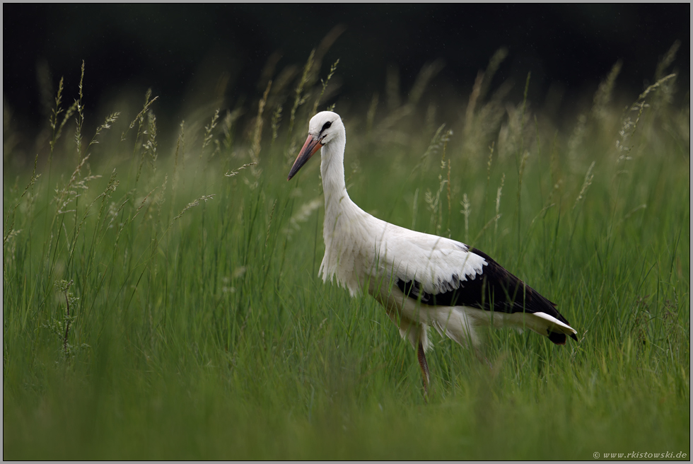 junger Storch... Weißstorch *Ciconia ciconia* während des Vogelzuges rastend in einer Wiese in NRW