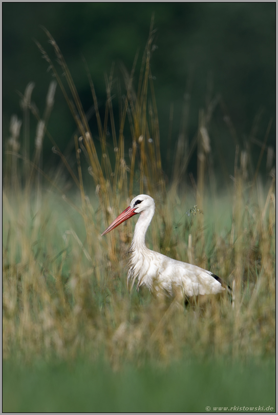 im natürlichen Lebensraum... Weißstorch *Ciconia ciconia*, Storch in einer Wiese in NRW