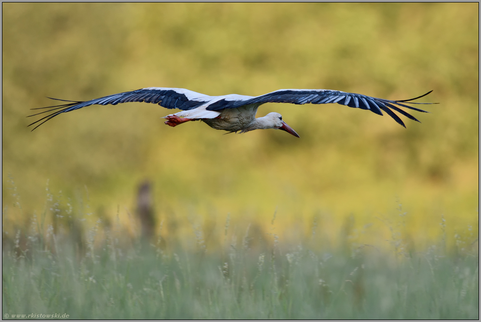 Abflug... Weißstorch *Ciconia ciconia*, abfliegender Storch während des Herbstzuges