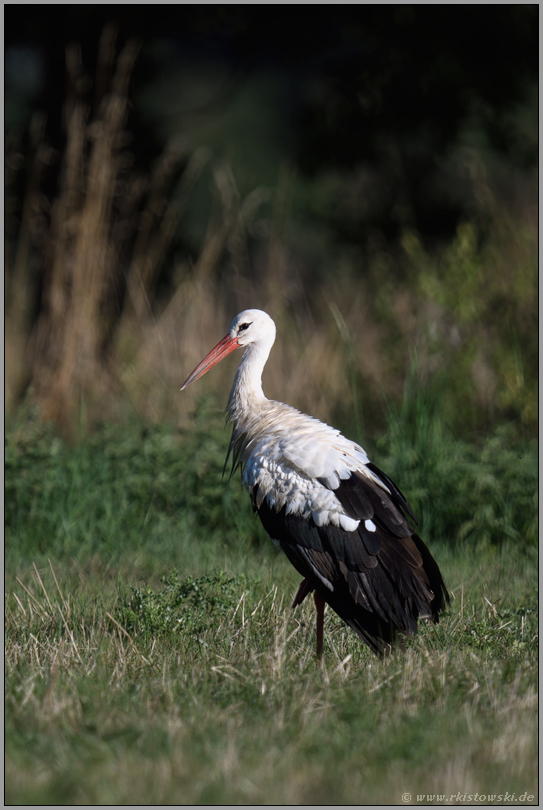 ruhend... Weißstorch *Ciconia ciconia* steht auf einem Bein, rastet auf dem Durchzug in einer Wiese in NRW