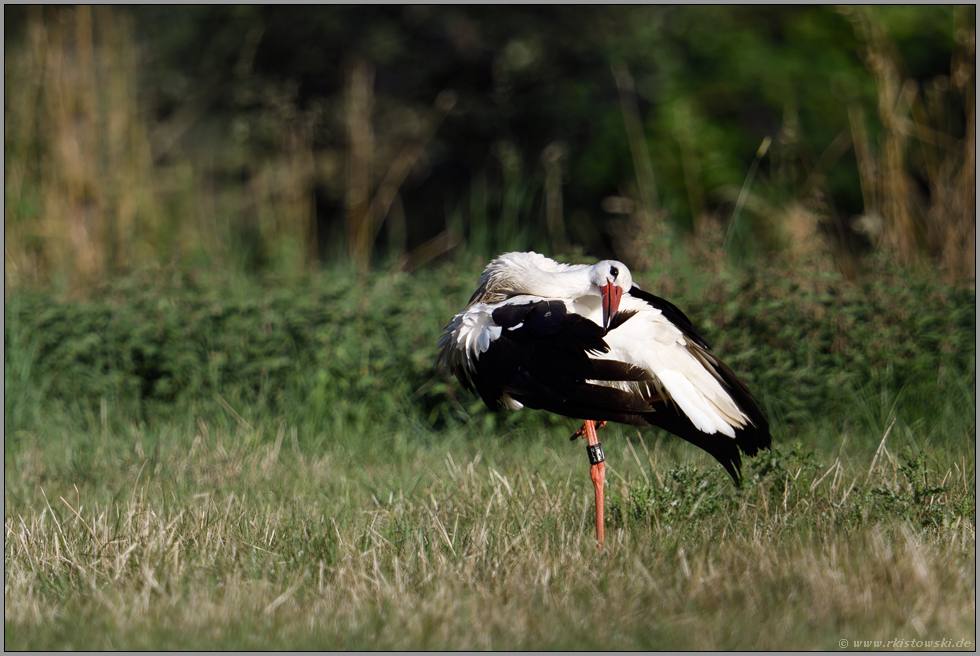 bei der Gefiederpflege... Weißstorch *Ciconia ciconia*, Vorbereitungen auf den langen Flug