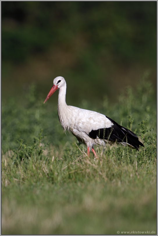 im natürlichen Umfeld... Weißstorch *Ciconia ciconia* auf einer "wilden" Wiese in Nordrhein-Westfalen