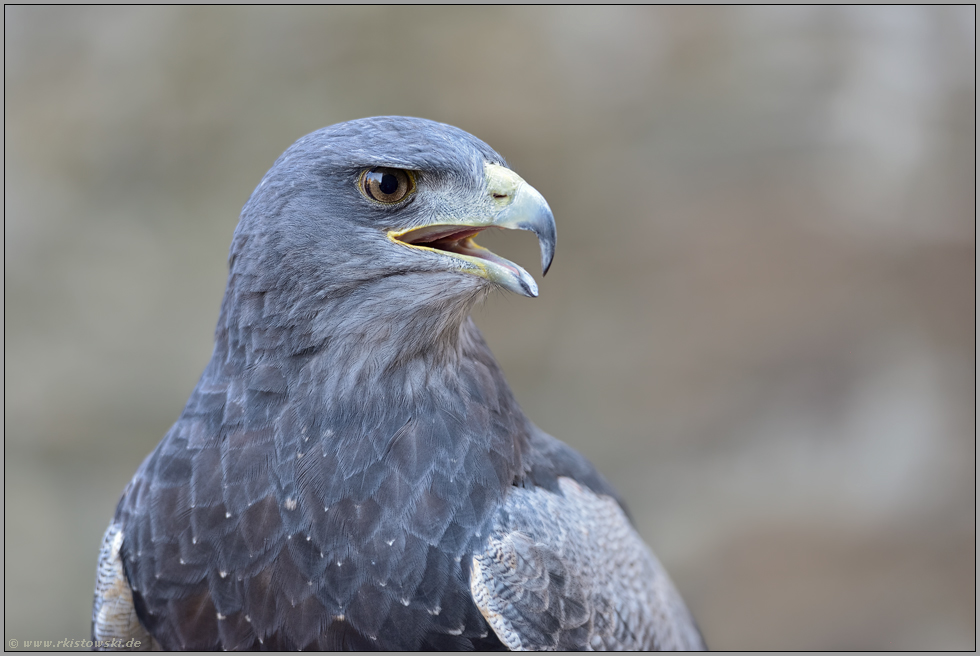 Andenbussard... Aguja *Geranoaetus melanoleucus*, auch Kordillerenadler oder Blaubussard genannt