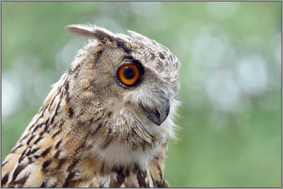 aufmerksam... Uhu *Bubo bubo*, Portätaufnahme eines in Gefangenschaft gehaltenen Vogels