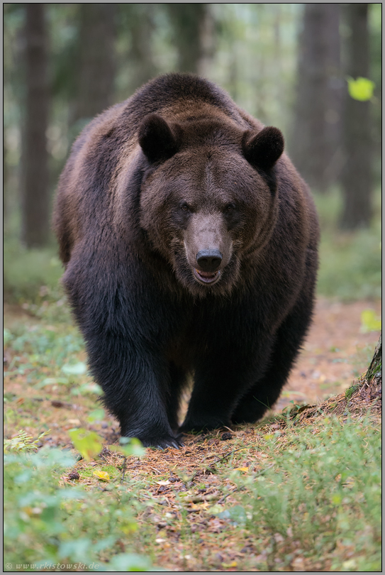 beeindruckend... Europäischer Braunbär *Ursus arctos*, frontale Ansicht, Begegnung mit dem größten europäischen Landraubtier