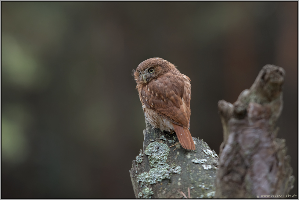 Strichelkauz... Brasil-Sperlingskauz *Glaucidium brasilianum*