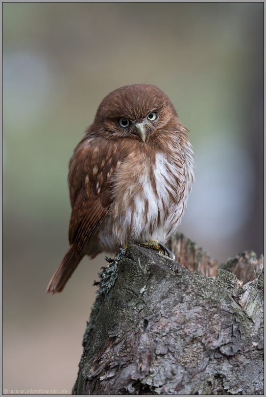 kauzig... Brasil-Sperlingskauz *Glaucidium brasilianum*