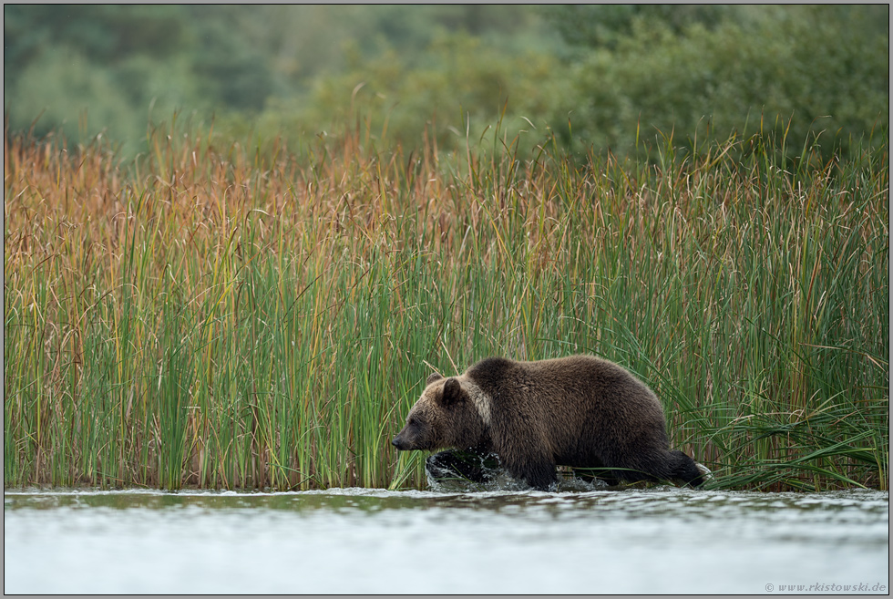 auf der Pirsch... Europäischer Braunbär *Ursus arctos*