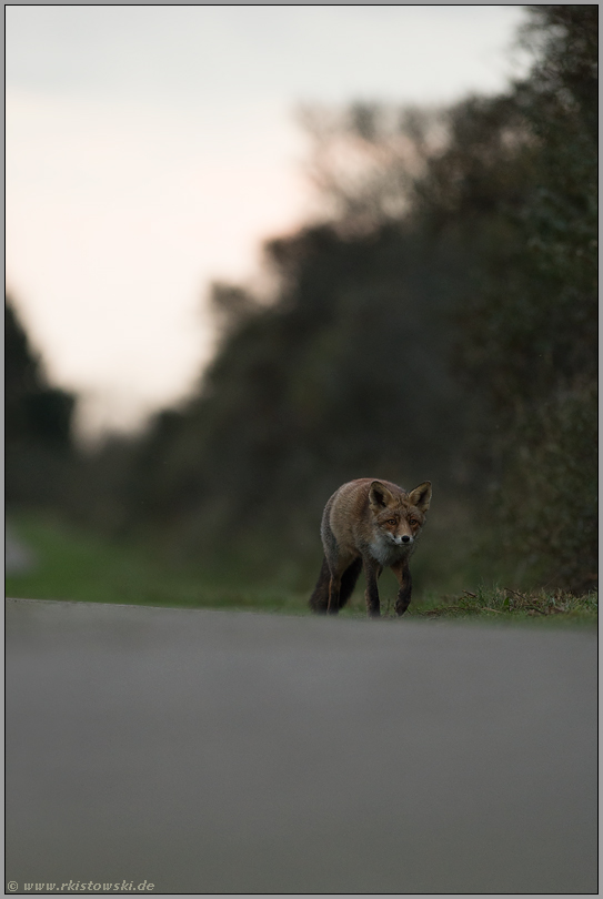 Feierabend... Rotfuchs *Vulpes vulpes* trottet seines Weges am Straßenrand