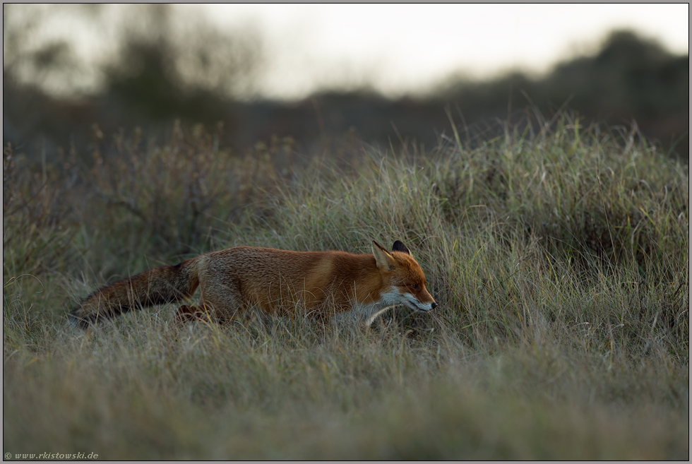 Gewohnheitstier... Rotfuchs *Vulpes vulpes* nimmt seinen Weg vorbei an Büschen durch hohes Gras