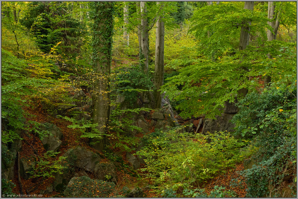 alte Buchen... Felsenmeer *Sauerland* zu Beginn der Laubverfärbung Anfang Herbst